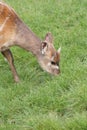 Sitatunga - Tragelaphus spekeii Royalty Free Stock Photo