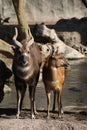 Sitatunga - Tragelaphus spekeii Royalty Free Stock Photo