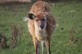 Sitatunga - Tragelaphus spekeii Royalty Free Stock Photo