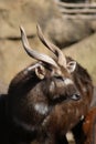 Sitatunga - Tragelaphus spekeii Royalty Free Stock Photo