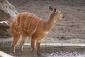 Sitatunga - Tragelaphus spekeii Royalty Free Stock Photo