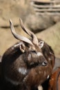 Sitatunga - Tragelaphus spekeii Royalty Free Stock Photo
