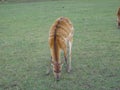 Sitatunga - Tragelaphus spekeii Royalty Free Stock Photo