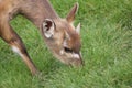 Sitatunga - Tragelaphus spekeii Royalty Free Stock Photo