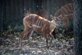 Sitatunga, Tragelaphus speki Royalty Free Stock Photo