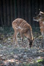 Sitatunga, Tragelaphus speki Royalty Free Stock Photo