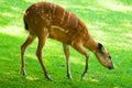 Sitatunga - (Tragelaphus spekii) Royalty Free Stock Photo