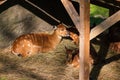Sitatunga Tragelaphus spekii relaxing in the shadow Royalty Free Stock Photo