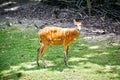 Sitatunga Royalty Free Stock Photo