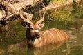 Sitatunga in water - animals in the nature Royalty Free Stock Photo