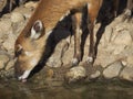 Sitatunga at the water`s edge Royalty Free Stock Photo
