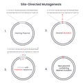 Site-directed mutagenesis vector illustration infographic Royalty Free Stock Photo