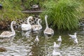 Family of swans, gulls and wild ducks on the shores of the urban lake. Royalty Free Stock Photo