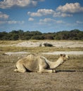 Sited camel Royalty Free Stock Photo