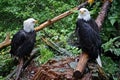 Sitka, Alaska: Two bald eagles at the Alaska Raptor Center Royalty Free Stock Photo