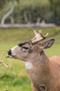 Sitka Blacktail Deer Buck Browsing Royalty Free Stock Photo