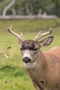 Sitka Blacktail Deer Buck Portrait Royalty Free Stock Photo