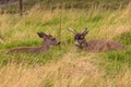 Sitka Blacktail Deer Bucks Royalty Free Stock Photo