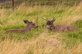 Sitka Blacktail Deer Bucks