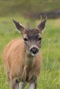 Sitka Blacktail Deer Royalty Free Stock Photo