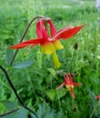 Sitka red and yellow columbine flowers