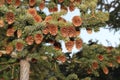 Sitka spruce cones