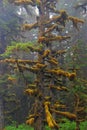 Sitka Spruce in the mist