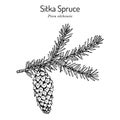 Sitka spruce Picea sitchensis , coniferous, evergreen plant