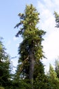 Sitka Spruce 845422