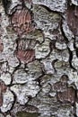 Sitka Spruce tree bark close up