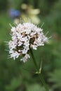 Sitka Valerian Wildflower Closeup