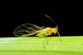 Sitobion avenae (English Grain Aphid) adult alate on barley Royalty Free Stock Photo