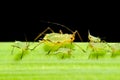 Sitobion avenae (English Grain Aphid) adult and nymphs on barley Royalty Free Stock Photo