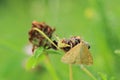 Sitochroa verticalis moth Royalty Free Stock Photo