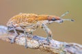 Sitona gressorius bug - Snout beatle on a branch