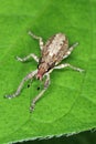 Sitona griseus is a species of weevil Curculionidae, pest of: soybean, beans, pea, chickpeas, alfalfa, peanut, carob, liquorice.