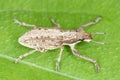 Sitona griseus is a species of weevil Curculionidae, pest of: soybean, beans, pea, chickpeas, alfalfa, peanut, carob, liquorice.