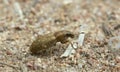 Sitona weevil on sand