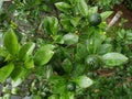 Sitrus plant in the garden after the rain Royalty Free Stock Photo