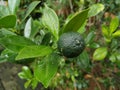 Sitrus plant in the garden after the rain Royalty Free Stock Photo