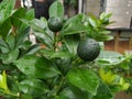 Sitrus plant in the garden after the rain Royalty Free Stock Photo