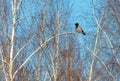 Sits on the bare branches of a tree against the blue sky Royalty Free Stock Photo