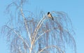 Sits on the bare branches of a tree against the blue sky Royalty Free Stock Photo