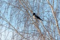 Sits on the bare branches of a tree against the blue sky Royalty Free Stock Photo