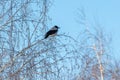 Sits on the bare branches of a tree against the blue sky Royalty Free Stock Photo