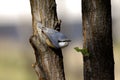 Sitta europaea Royalty Free Stock Photo