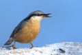 Sitta europaea aka Eurasian nuthatch with the seed in his beak. Isolated on blue background.