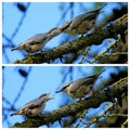 Sitta europaea asiatica. Nuthatches. Royalty Free Stock Photo