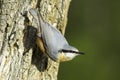 Sitta europaea / Eurasian Nuthatch - closeup