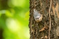 Sitta europaea / Eurasian Nuthatch